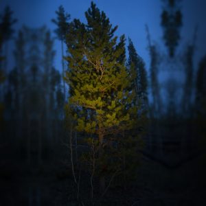 Pine Tree Lit by LED-FG1021 Directional Accent Spot Light